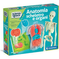 ANATOMIA SCHELETRO E ORGANI 19414