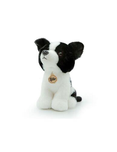 MORBIDELLI BORDER COLLIE LILLO